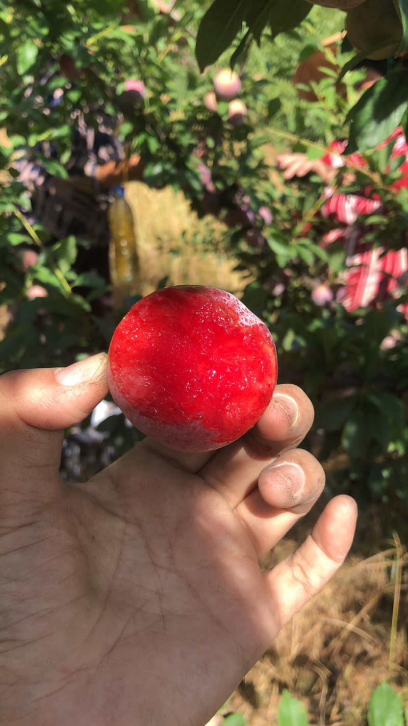 源头货日供量一万单翠甜芙蓉李爆品一件代发团购