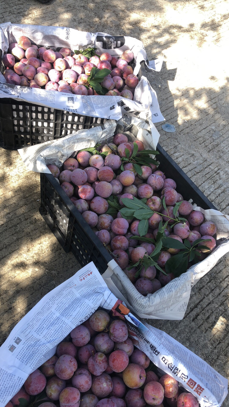 源头货日供量一万单翠甜芙蓉李爆品一件代发团购