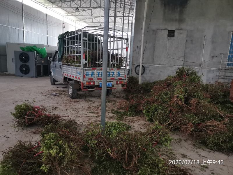 专业种植加工销售金银花10多年余年，友谊第一生意第二