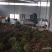 专业种植加工销售金银花10多年余年，友谊第一生意第二