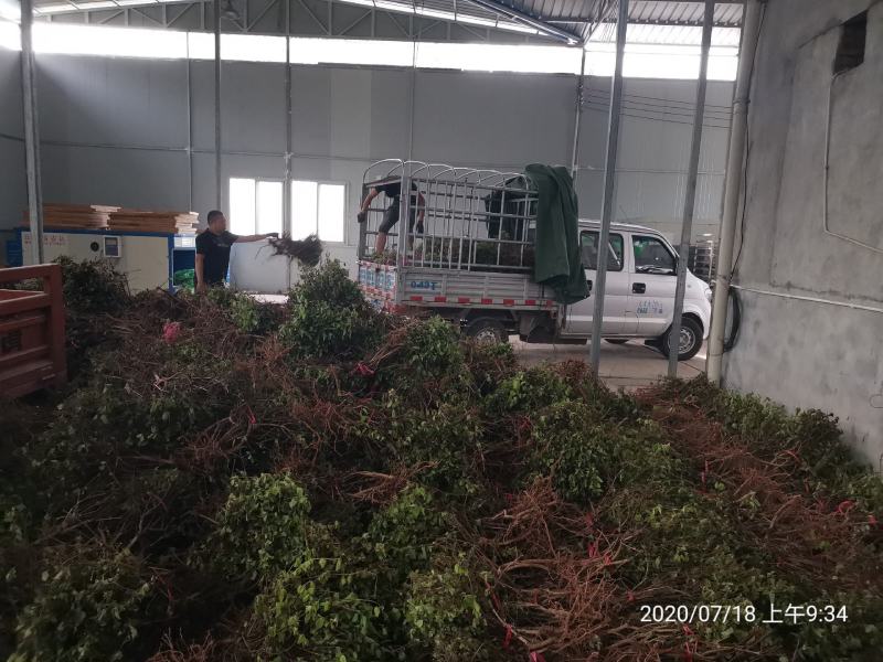 专业种植加工销售金银花10多年余年，友谊第一生意第二