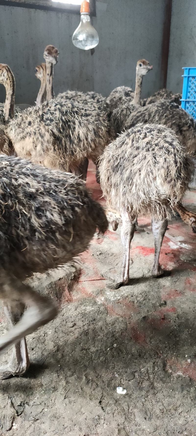 三个月非洲鸵鸟苗，体型大，涨势快，价格低，好喂养