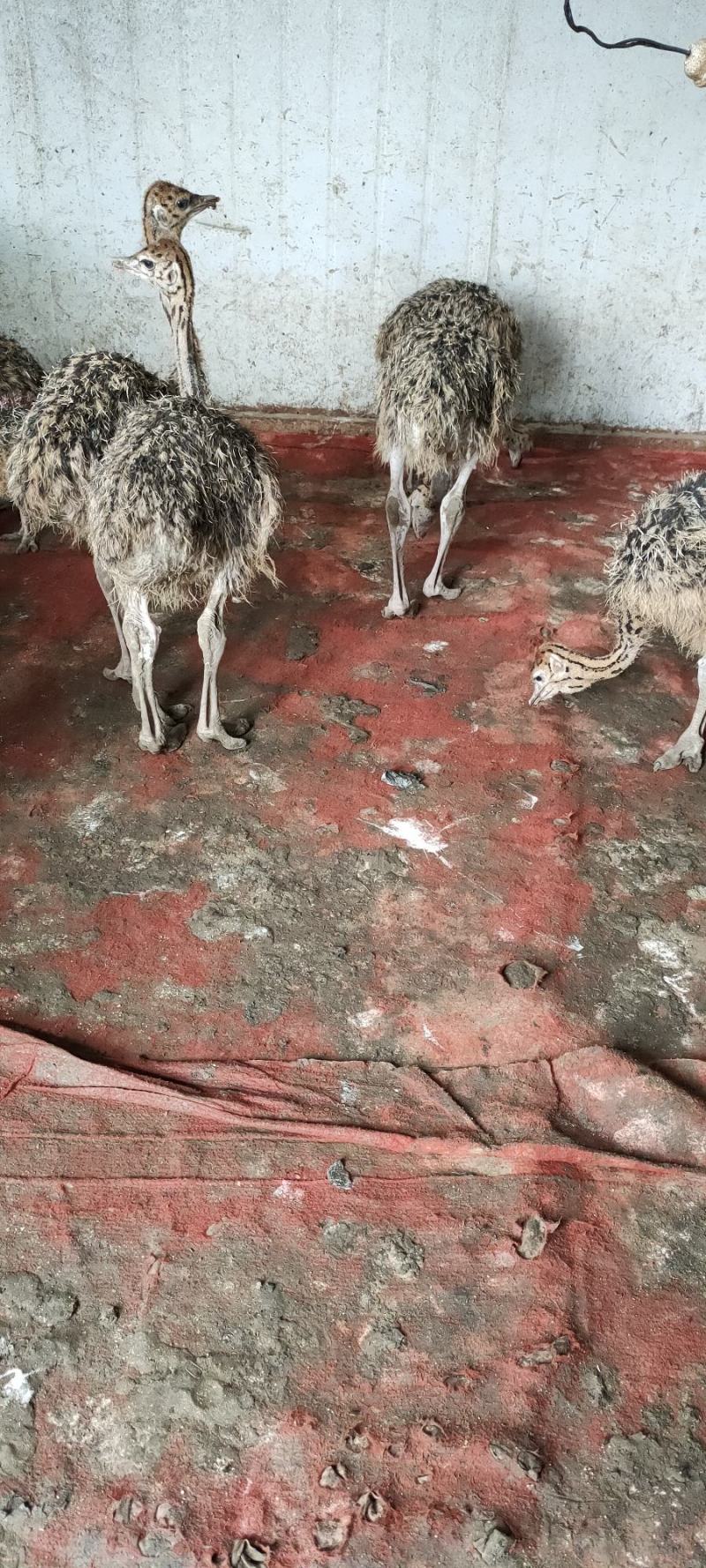 三个月非洲鸵鸟苗，体型大，涨势快，价格低，好喂养