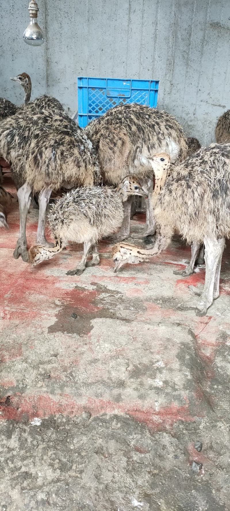 三个月非洲鸵鸟苗，体型大，涨势快，价格低，好喂养