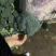 精品西兰花二指根大量上市，欢迎采购