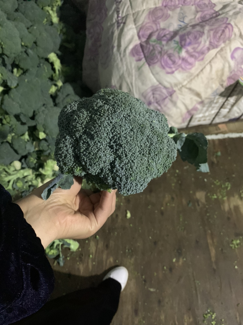精品西兰花二指根大量上市，欢迎采购