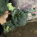 精品西兰花二指根大量上市，欢迎采购