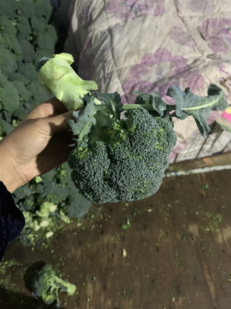 精品西兰花二指根大量上市，欢迎采购