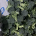 精品西兰花二指根大量上市，欢迎采购