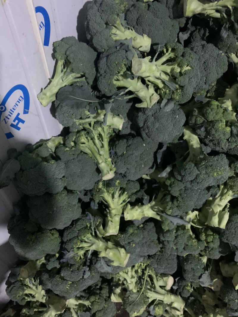 精品西兰花二指根大量上市，欢迎采购