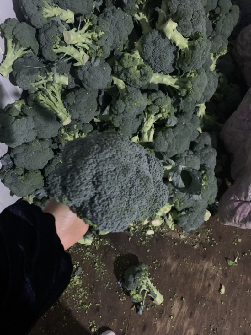 精品西兰花二指根大量上市，欢迎采购
