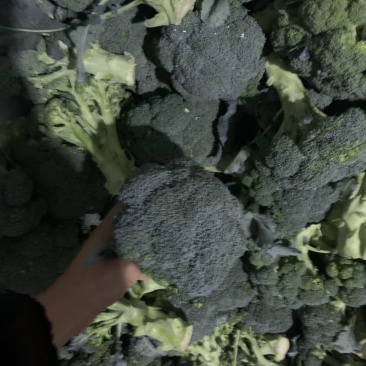 精品西兰花二指根大量上市，欢迎采购
