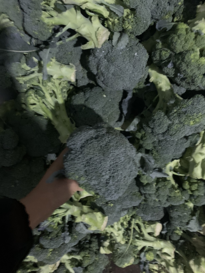 精品西兰花二指根大量上市，欢迎采购