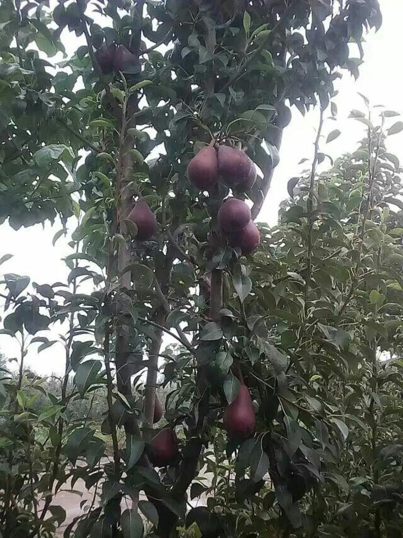 早酥梨价格早酥梨批发早酥梨行情红皮梨产地彩红梨基地