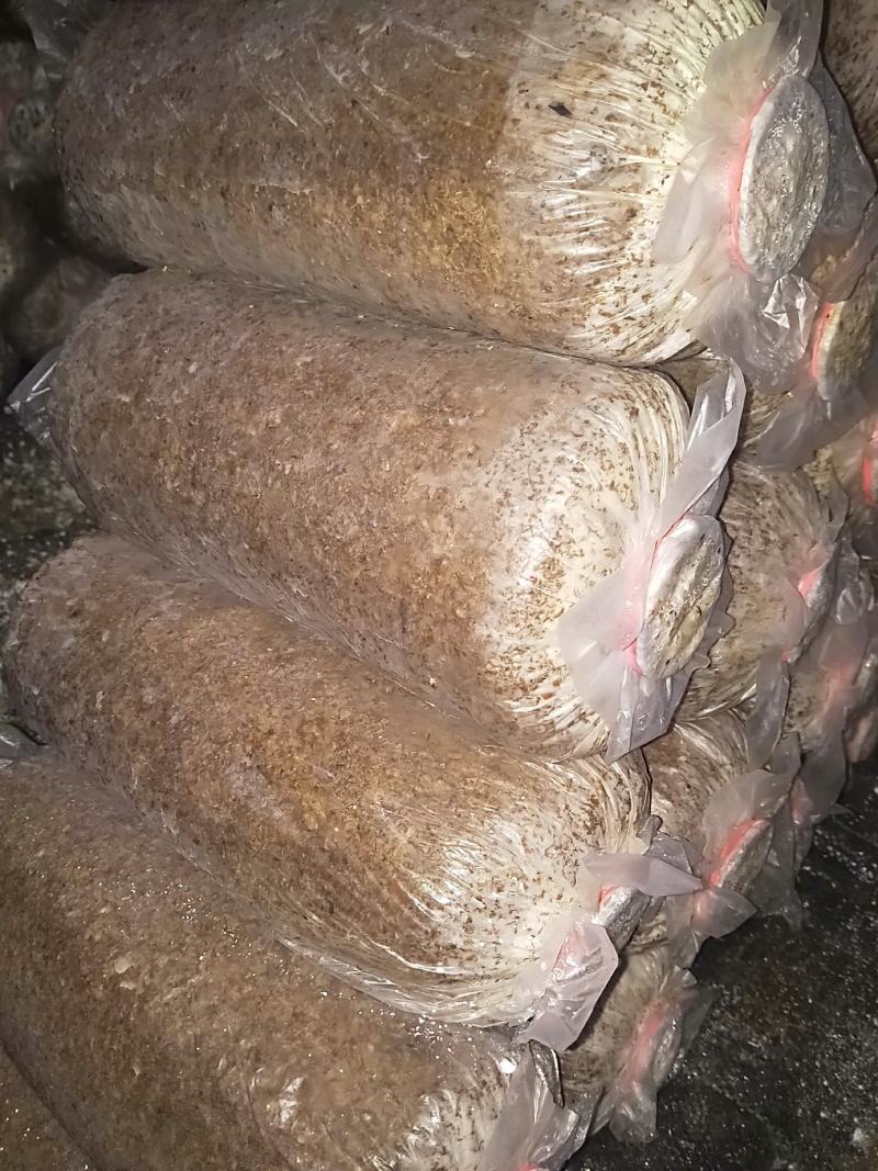 平菇出菇棒平菇菌棒平菇菌包产量高