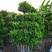 四川造型小叶榕，成活率高，基地大量供应绿化工程