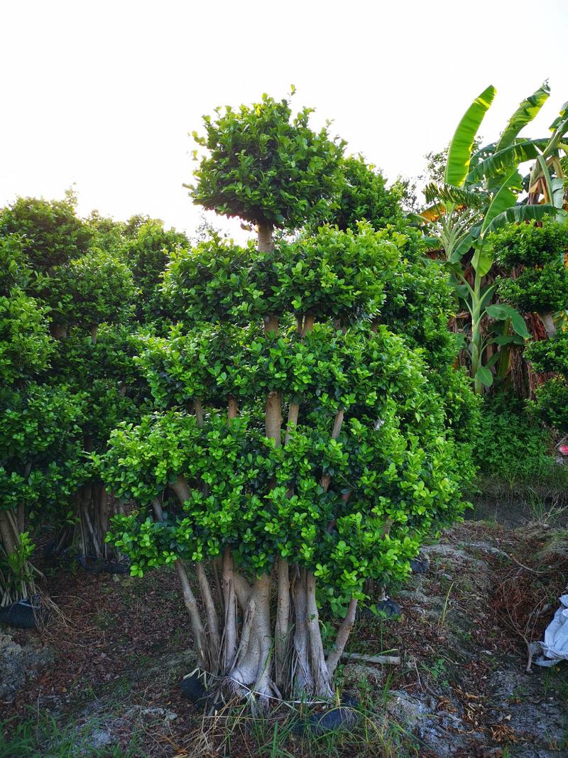 四川造型小叶榕，成活率高，基地大量供应绿化工程