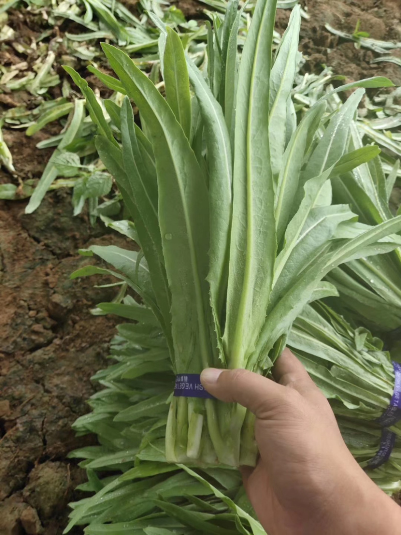 油麦菜产地直供大量现货欢迎老板前来订购