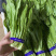 油麦菜产地直供大量现货欢迎老板前来订购