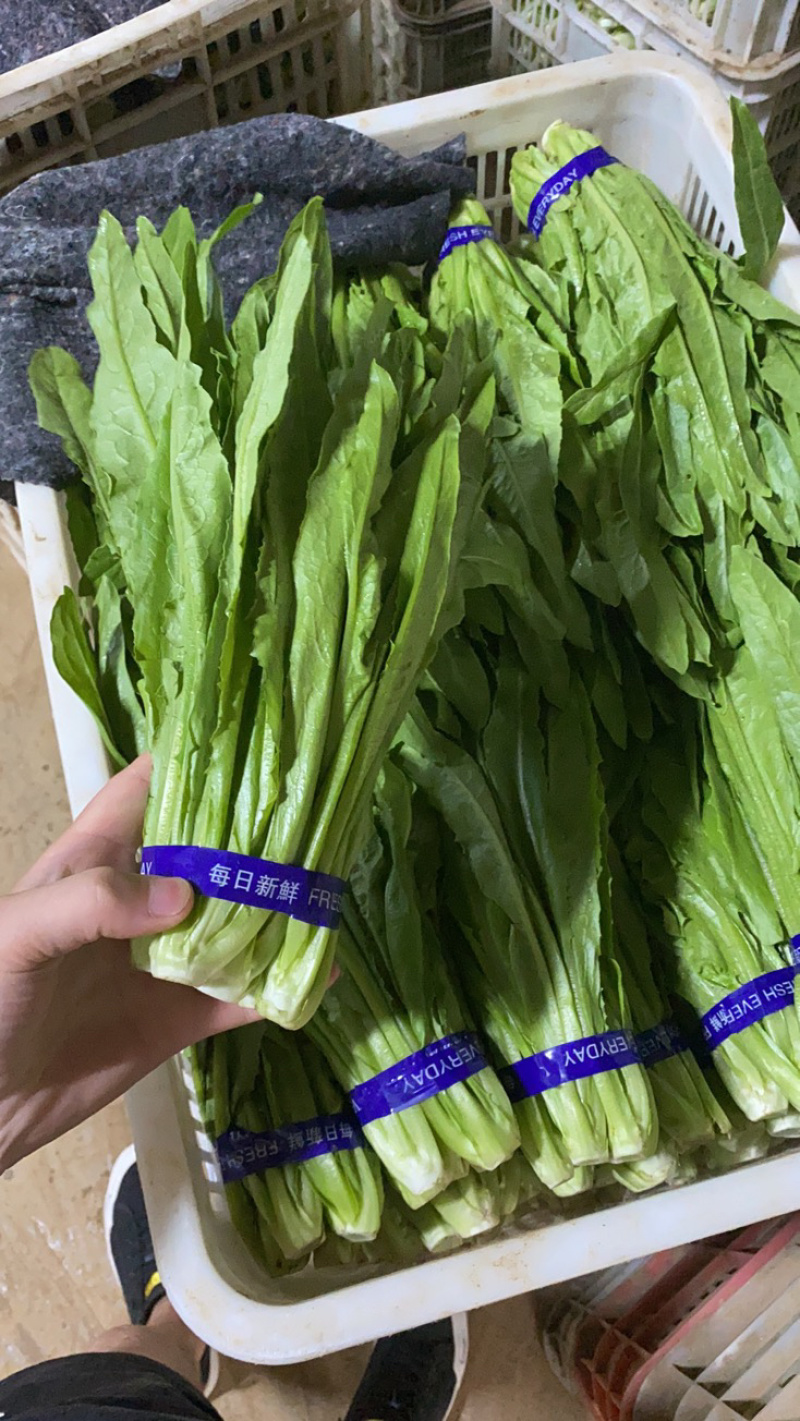 油麦菜产地直供大量现货欢迎老板前来订购