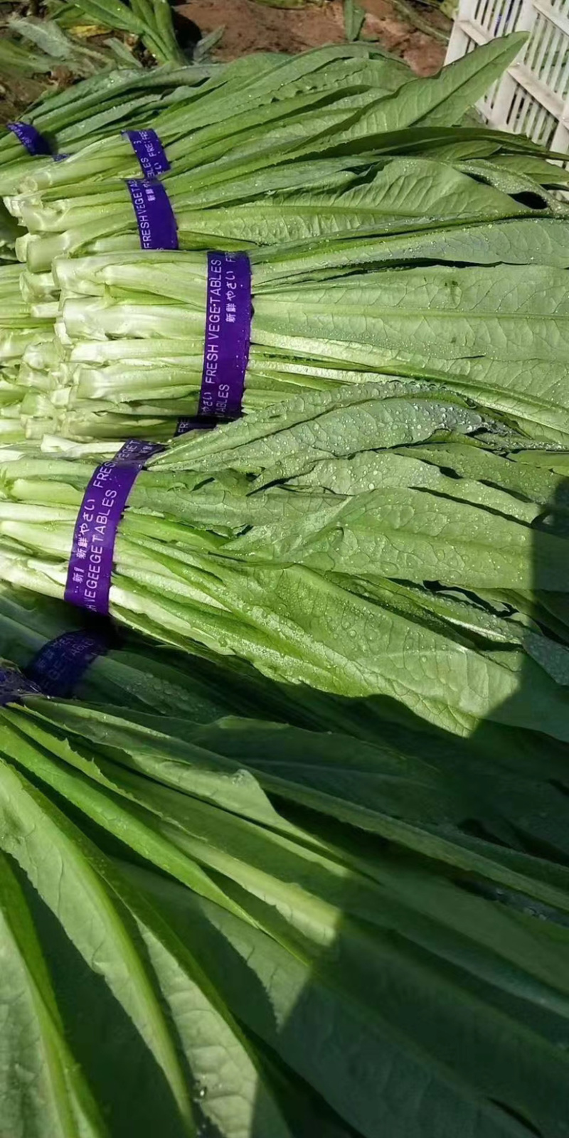 油麦菜产地直供大量现货欢迎老板前来订购