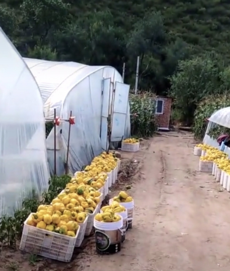崇礼鲜辣椒大量上市，欢迎各位老板采购