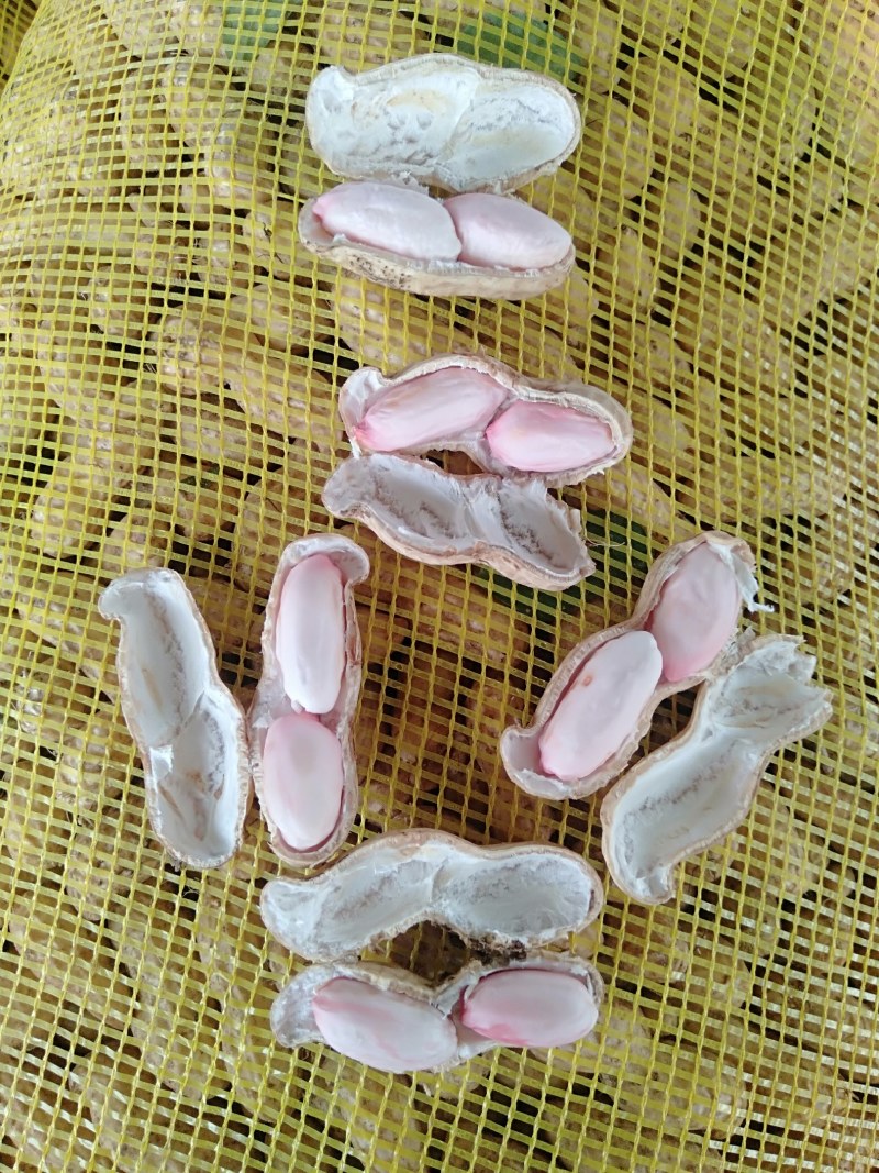 开封沙地鲜花生，手摘果，颗粒饱满，纯沙地，白亮，无杂质，