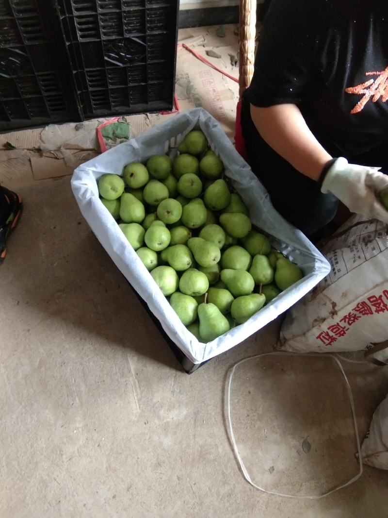 【香蕉梨】陕西洋梨果皮绿黄多汁产地直供质好价优