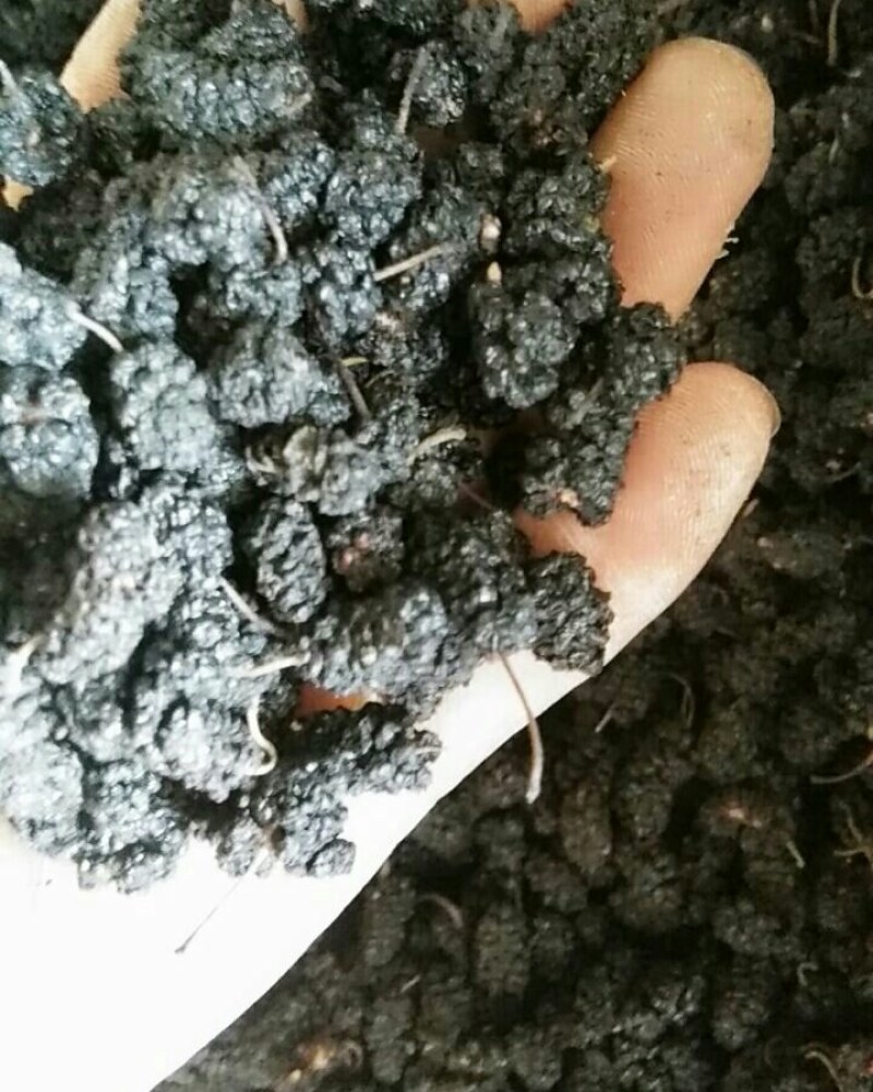 （推荐）河北黑珍珠桑椹干大量上市！口感好品质佳欢迎选购