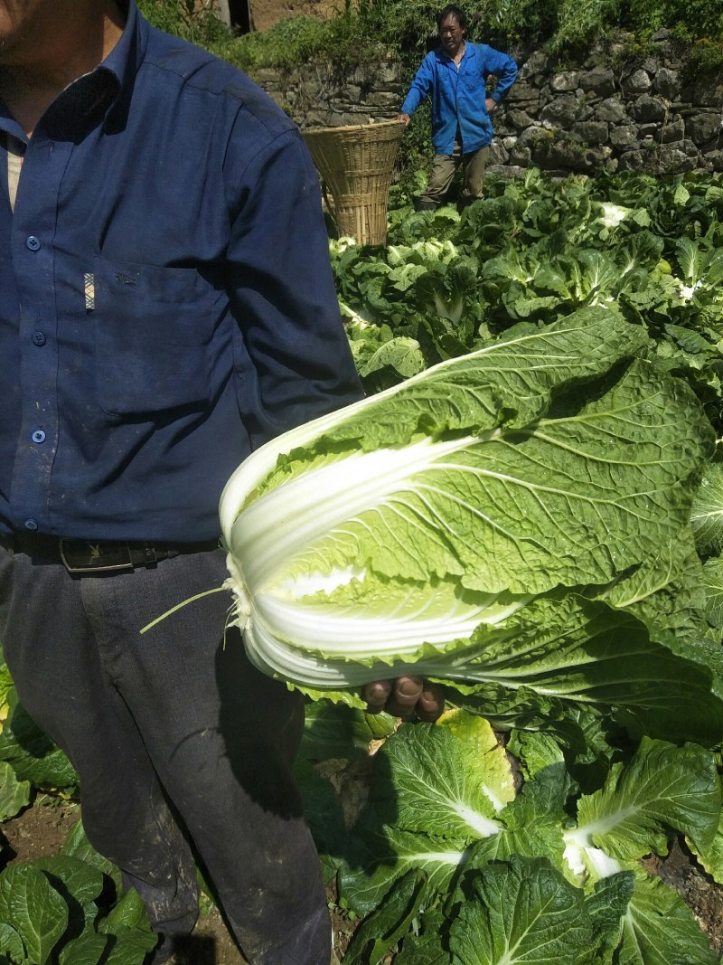 大白菜湖北襄阳保康产地直供，一手货源，质量好2-5斤