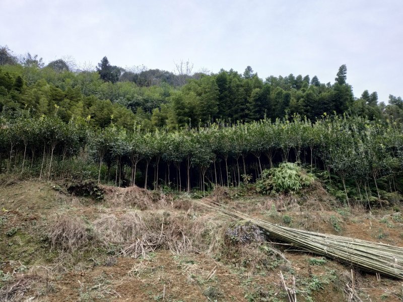 优质桂花树，因土地有限，才便宜处理一些，需要的联系。