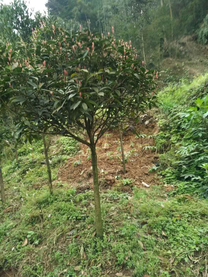 优质桂花树，因土地有限，才便宜处理一些，需要的联系。