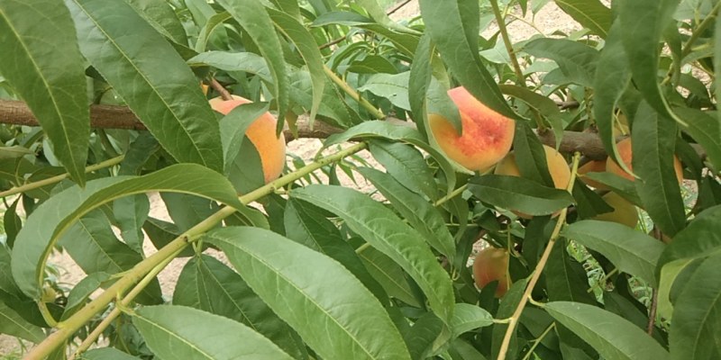 83黄桃，酸甜可口有要的联系