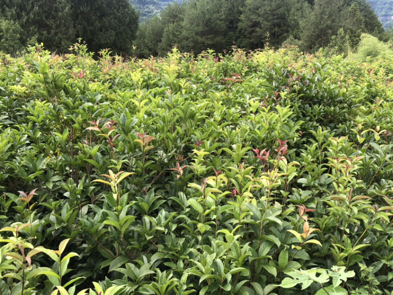 桂花树