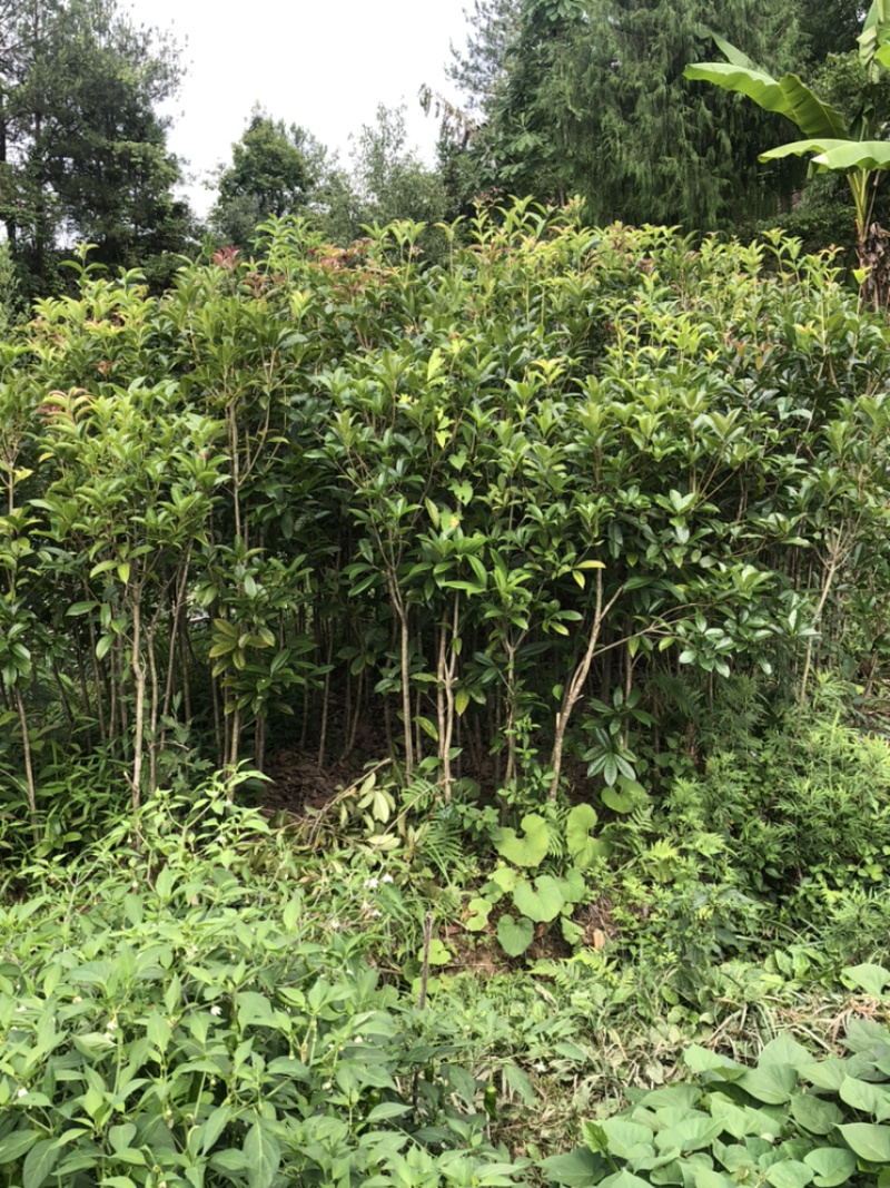 桂花树