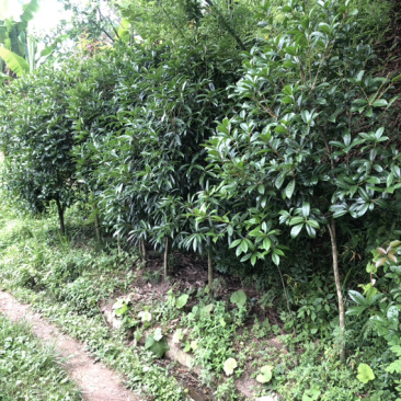 桂花树