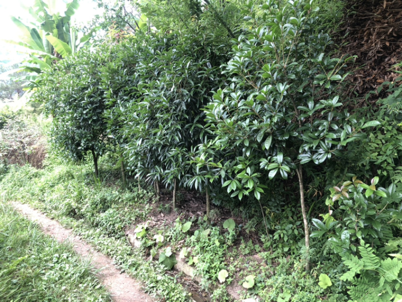 桂花树
