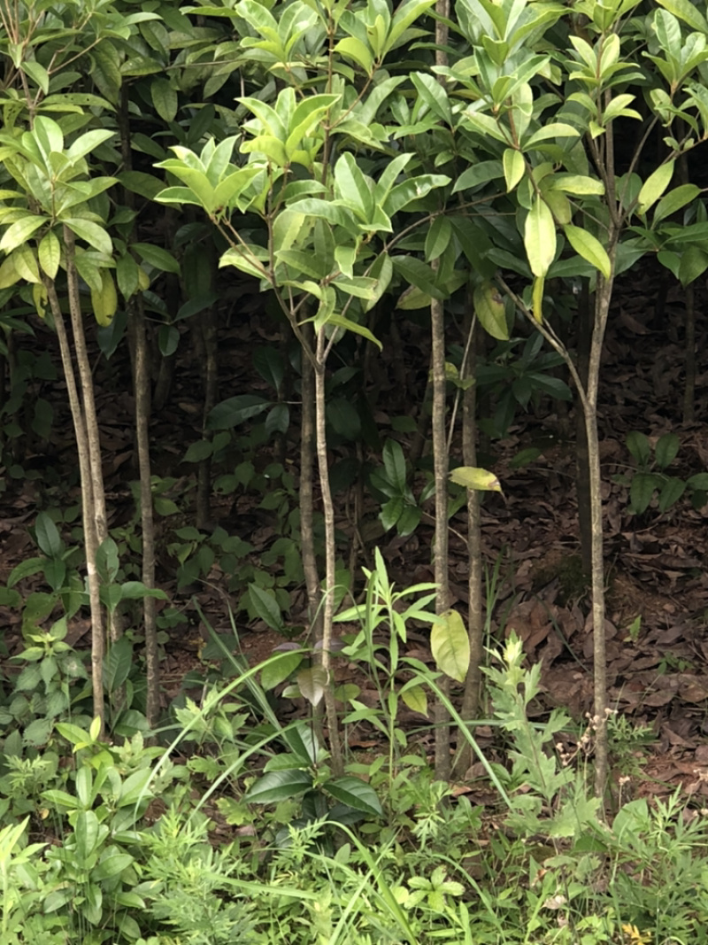 桂花树