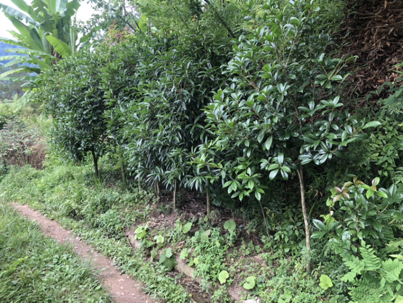 桂花树
