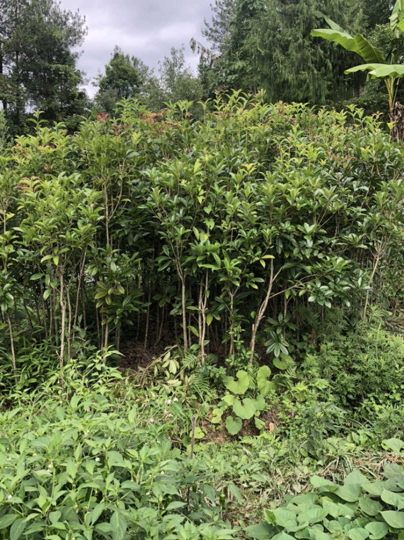 桂花树