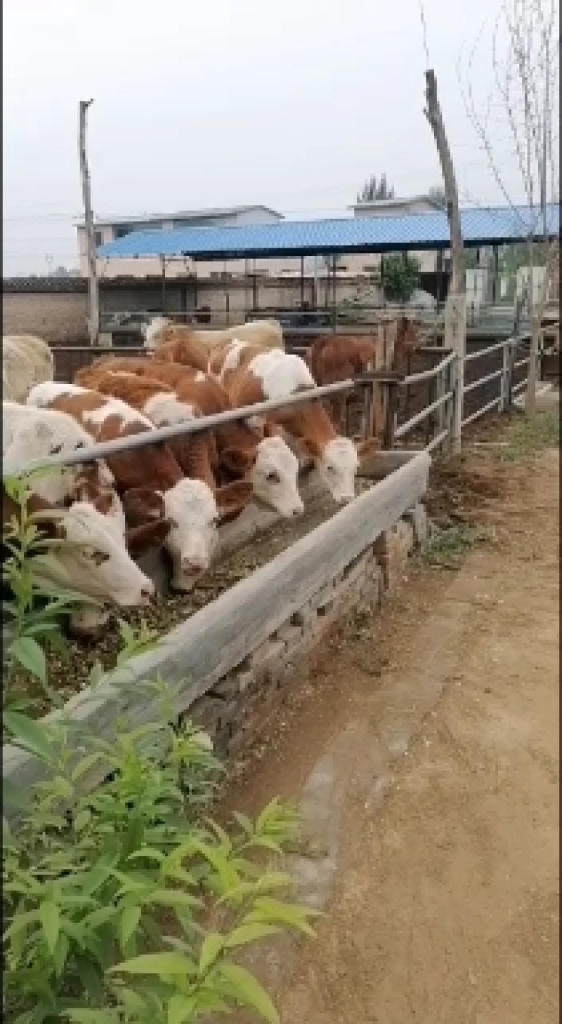 西门育成牛\小牛、奶牛、育肥牛、奶公牛