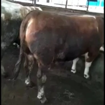 西门育成牛\小牛、奶牛、育肥牛、奶公牛