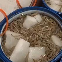 鲜活冻虾产地直供南美白对虾价格透明一手货源品质优选