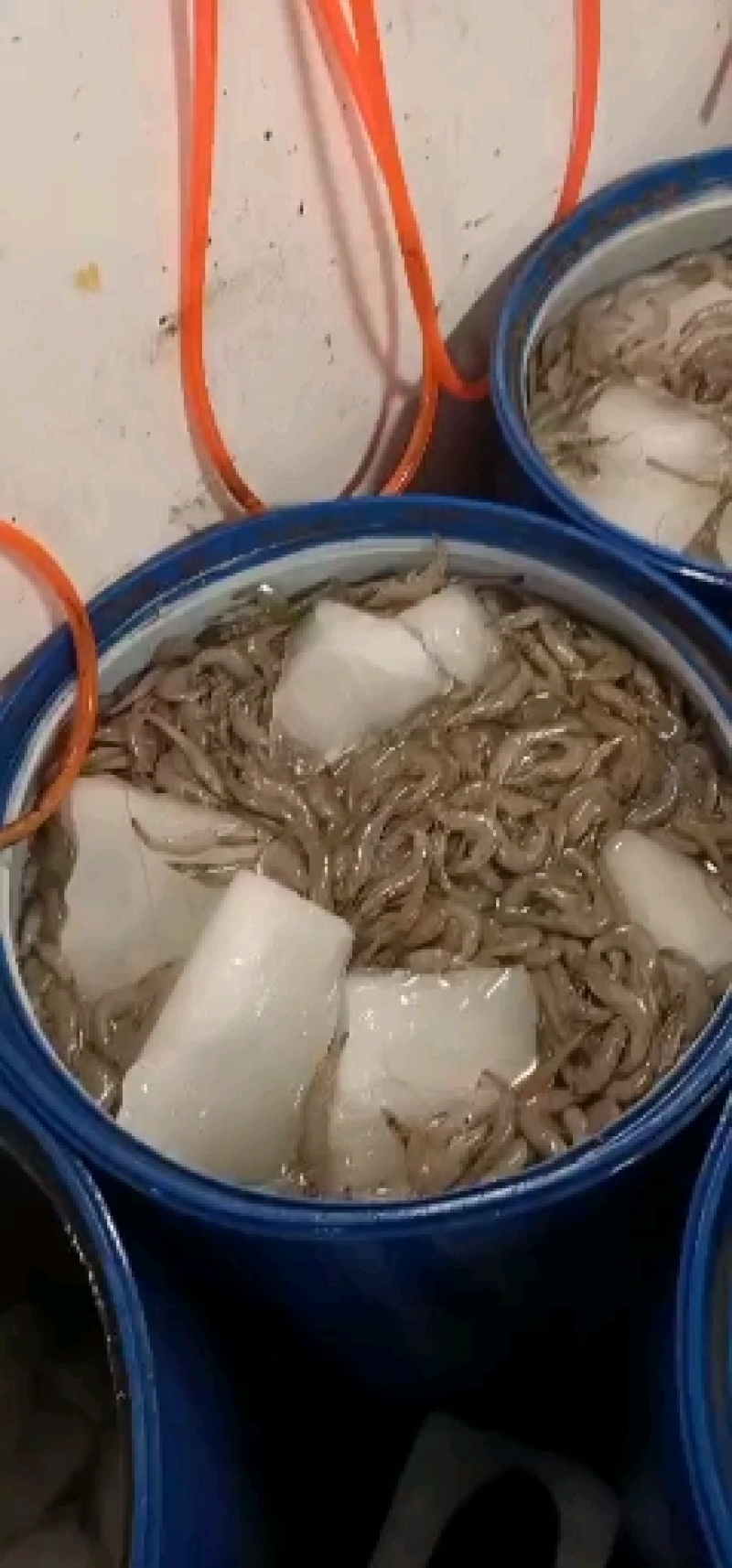 鲜活冻虾产地直供南美白对虾价格透明一手货源品质优选