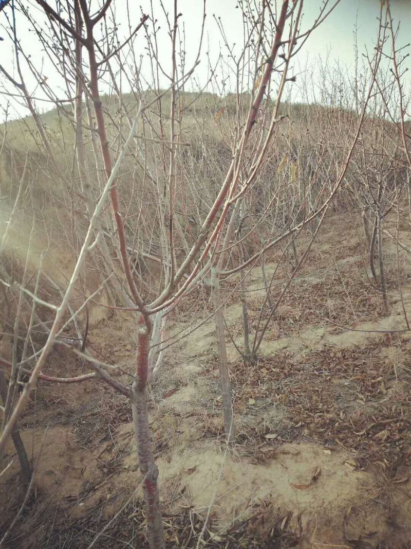 山桃实生苗毛桃苗桃树苗～桃子桃树树苗基地直销质量保证