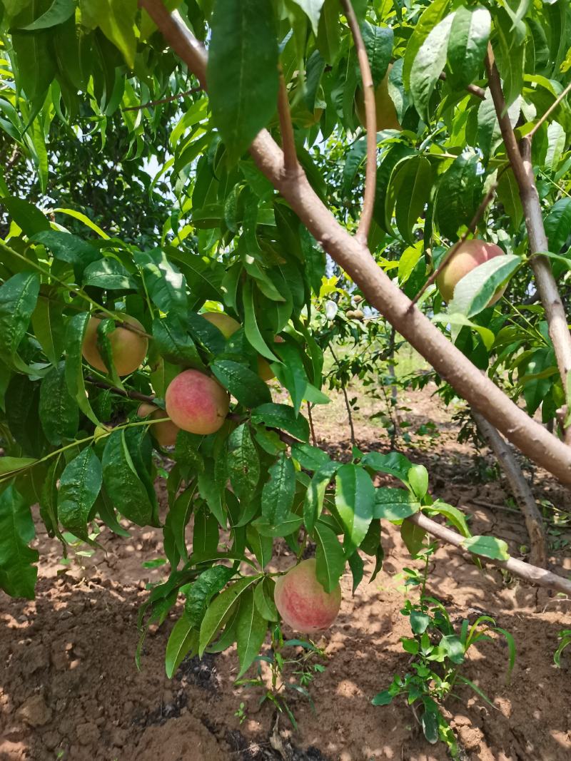山桃实生苗毛桃苗桃树苗～桃子桃树树苗基地直销质量保证