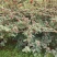 盐源新癣花椒，干花椒上市了