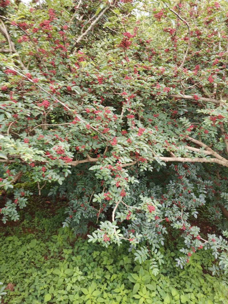 盐源新癣花椒，干花椒上市了