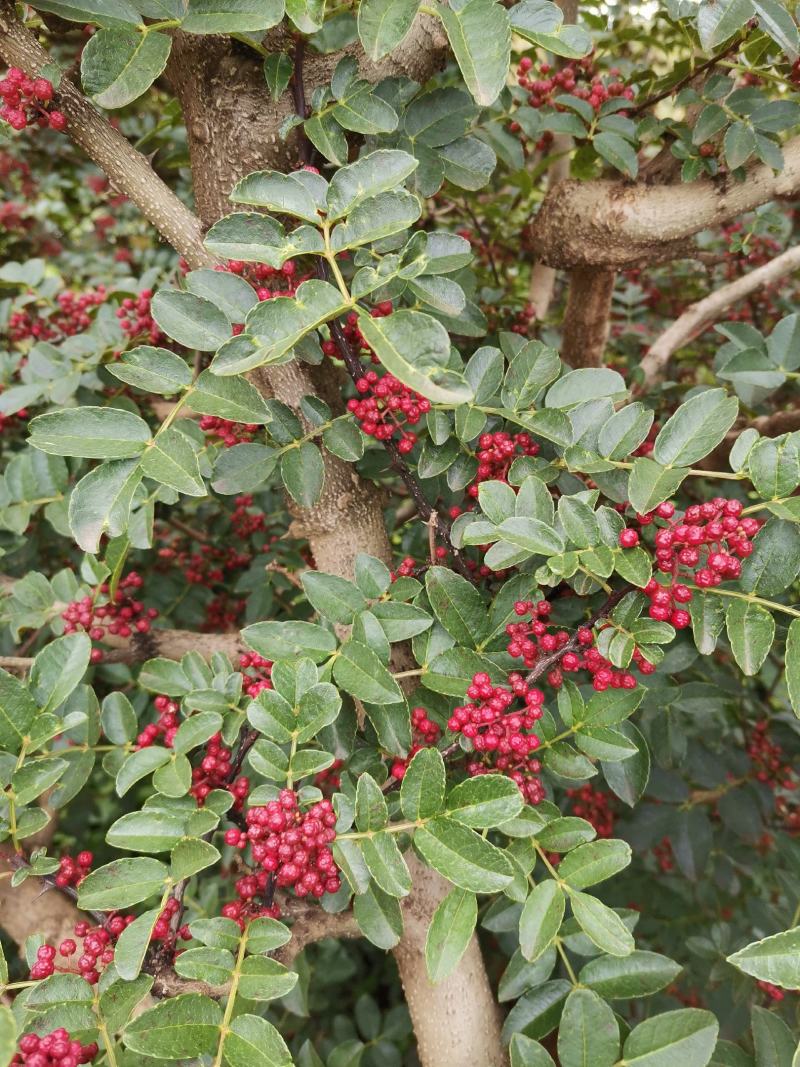 盐源新癣花椒，干花椒上市了