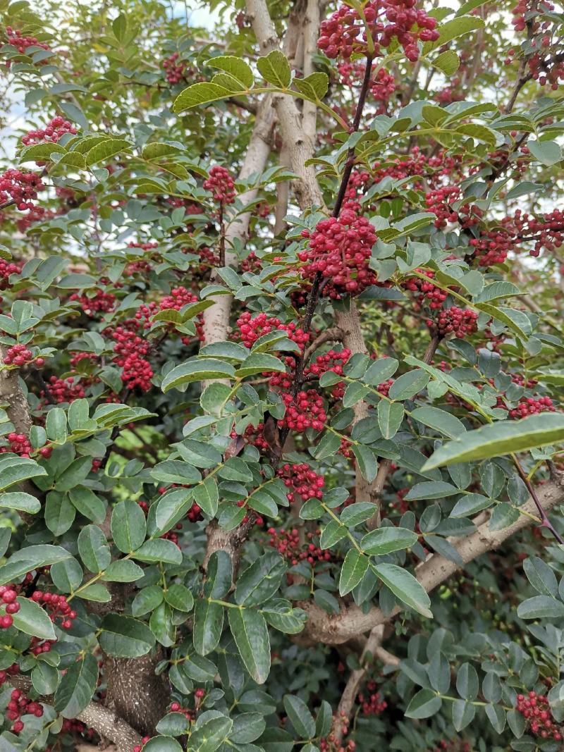 盐源新癣花椒，干花椒上市了